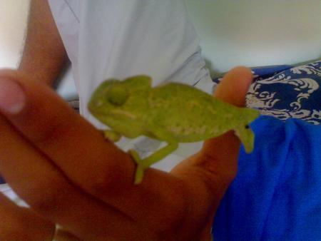 mon cameleon